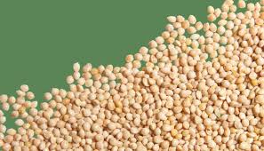 Millet Seed